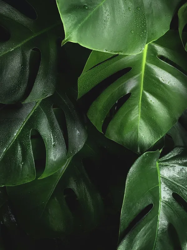 Artificial Olive Tree Plant Decor Tips and TricksIllustration
