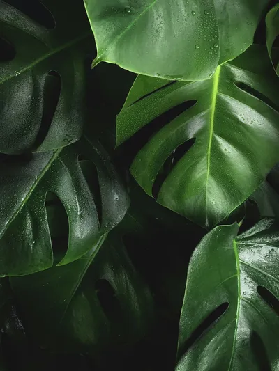 Artificial Olive Tree Plant Decor Tips and TricksIllustration